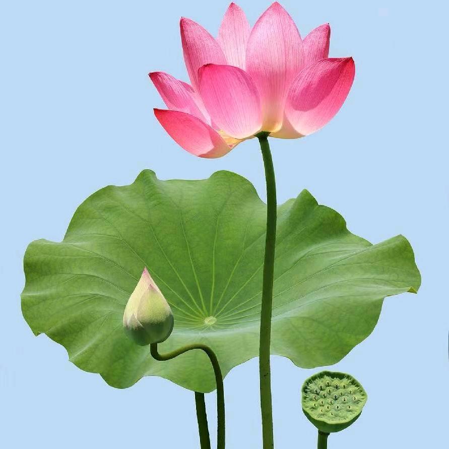 平安吉祥