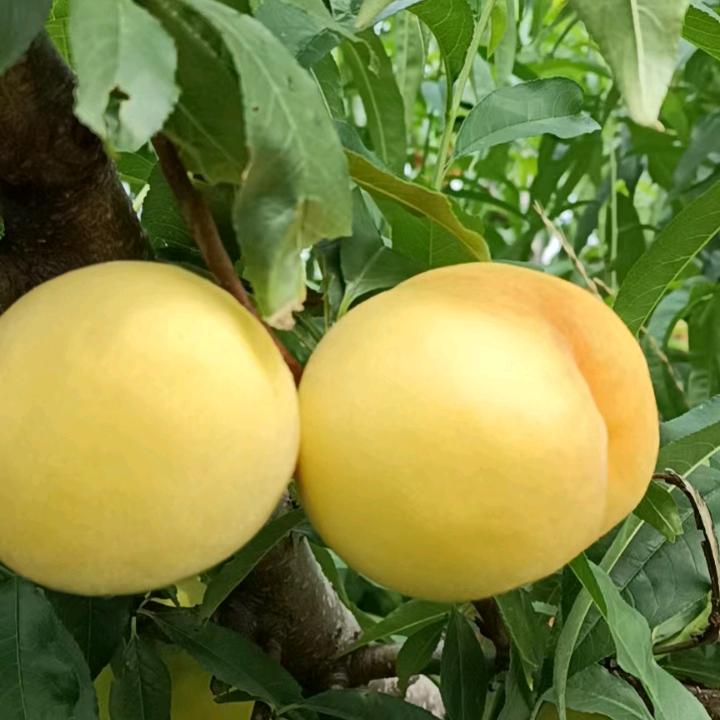 蒙阴蜜桃，自家果园，