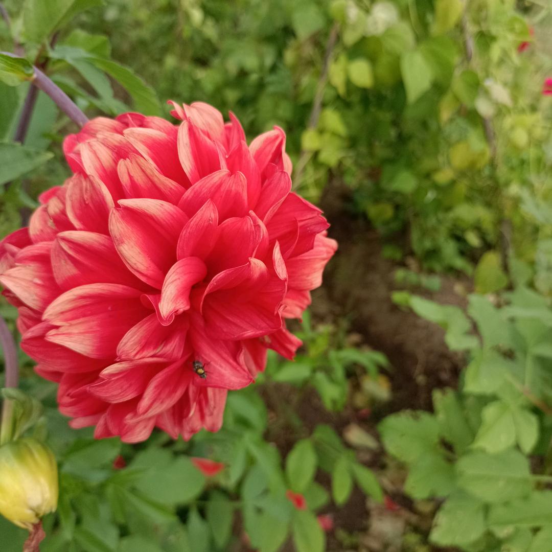 芙蓉