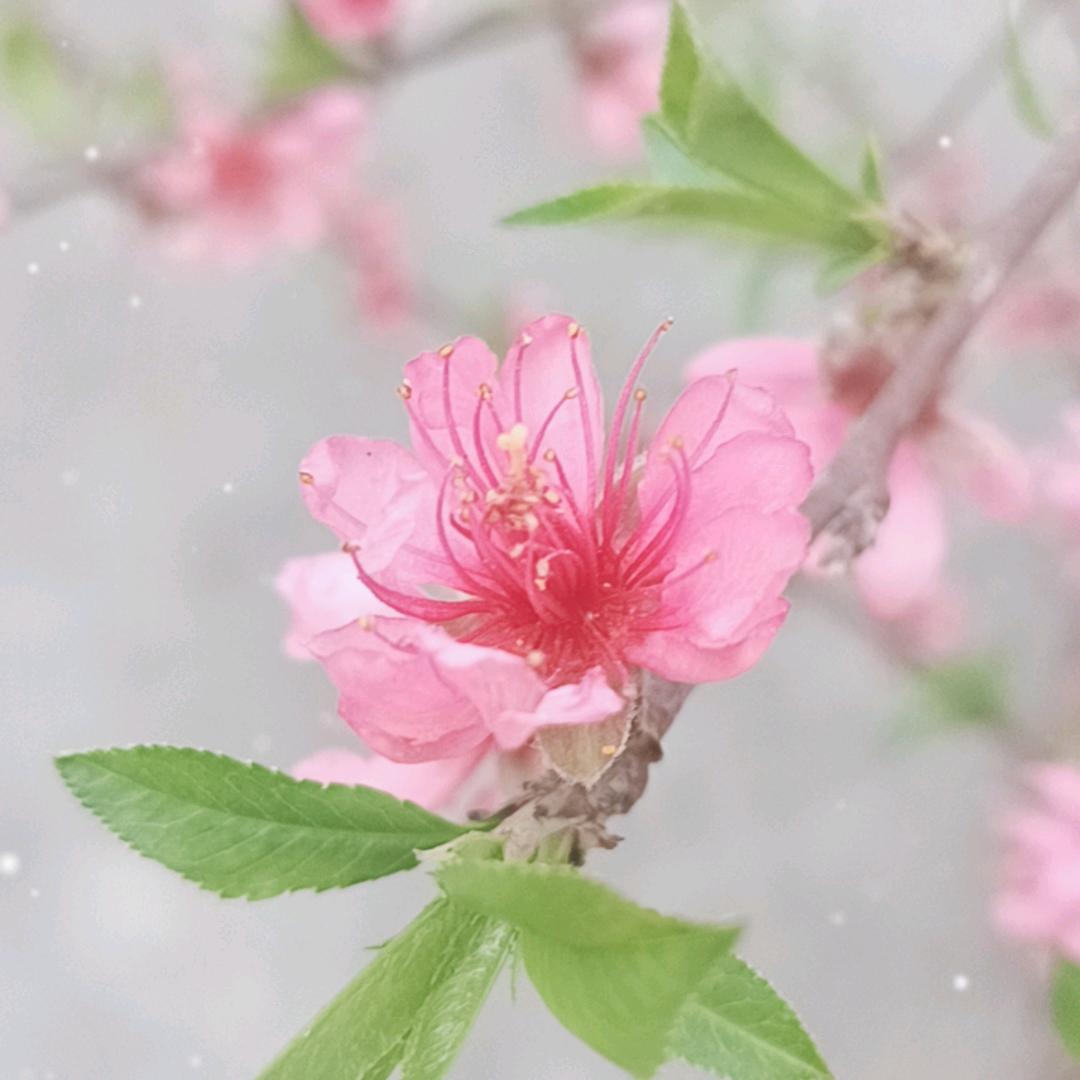 春天桃花开
