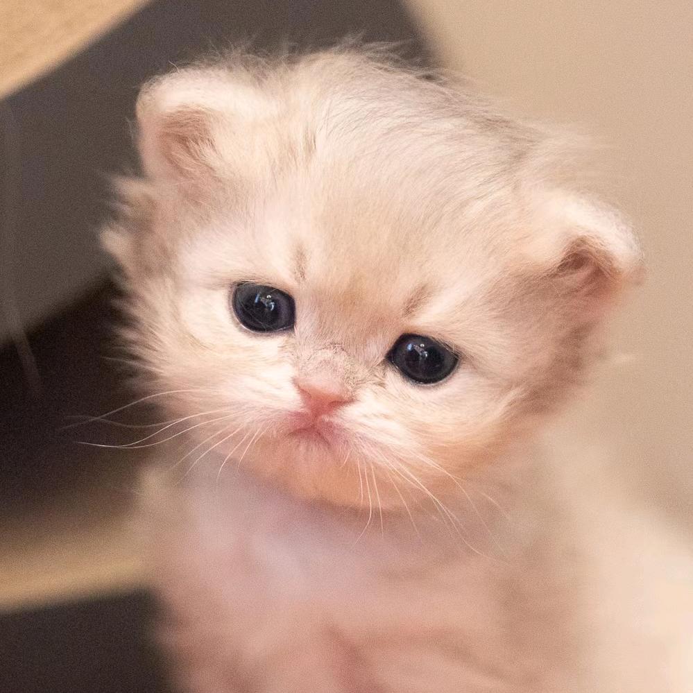 锦鲤锦鲤妍妍妍