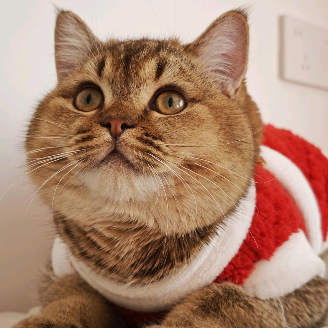 看月亮爬上来🌷