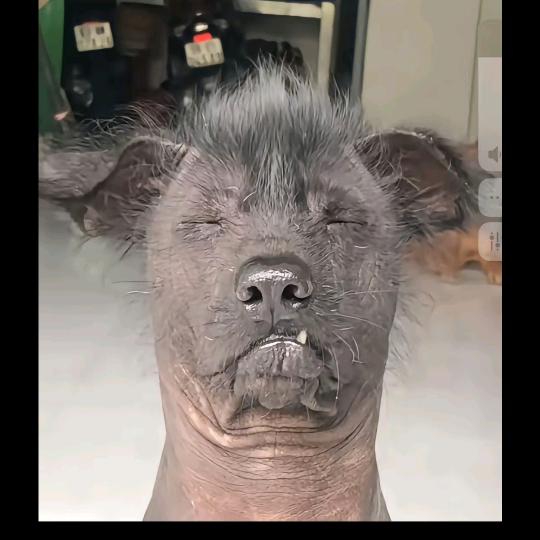 🐒旺仔