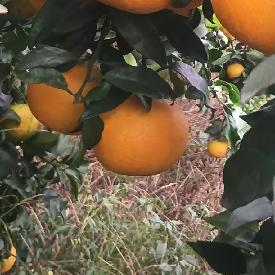 年年庆余精选店