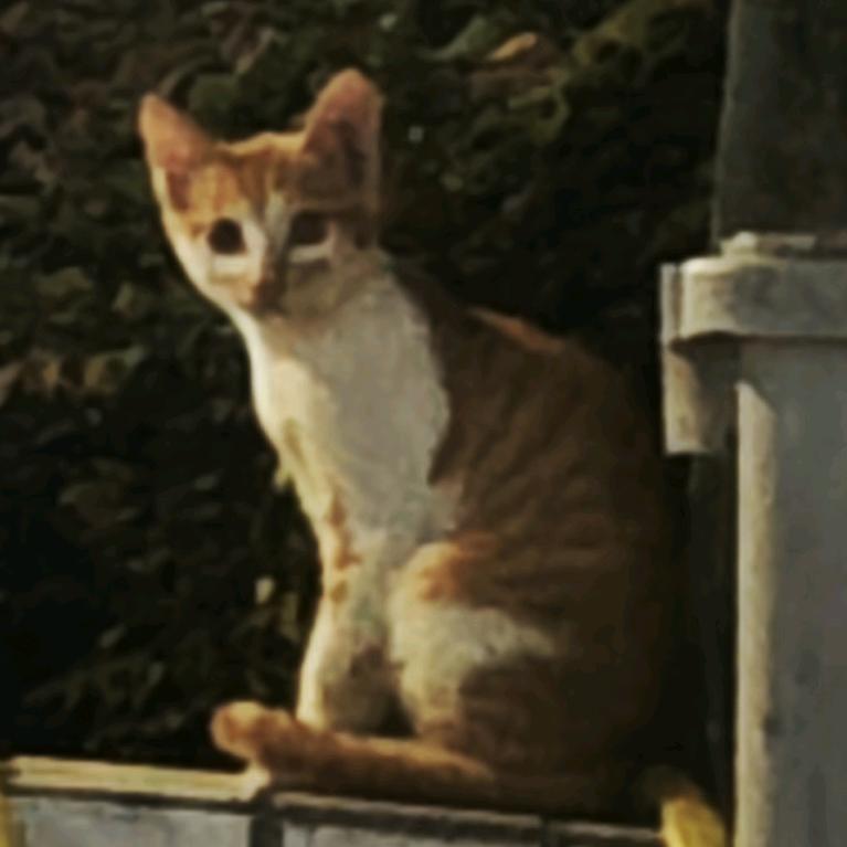若雾临芳萤