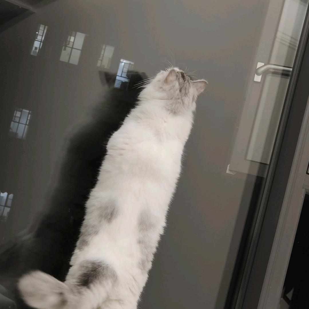 喂我花生