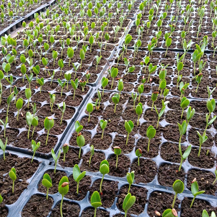 金古么果业 kugun maysa