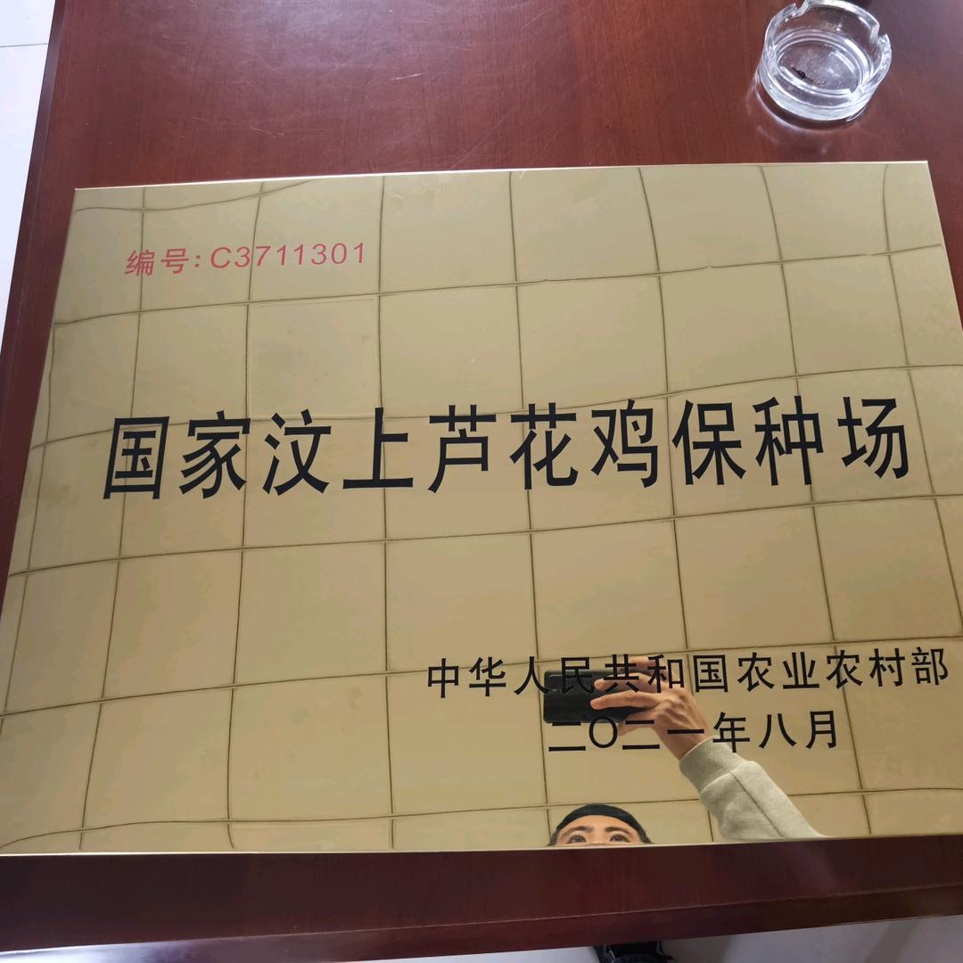 汶上芦花鸡保种场