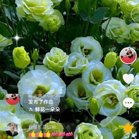 自由飞翔