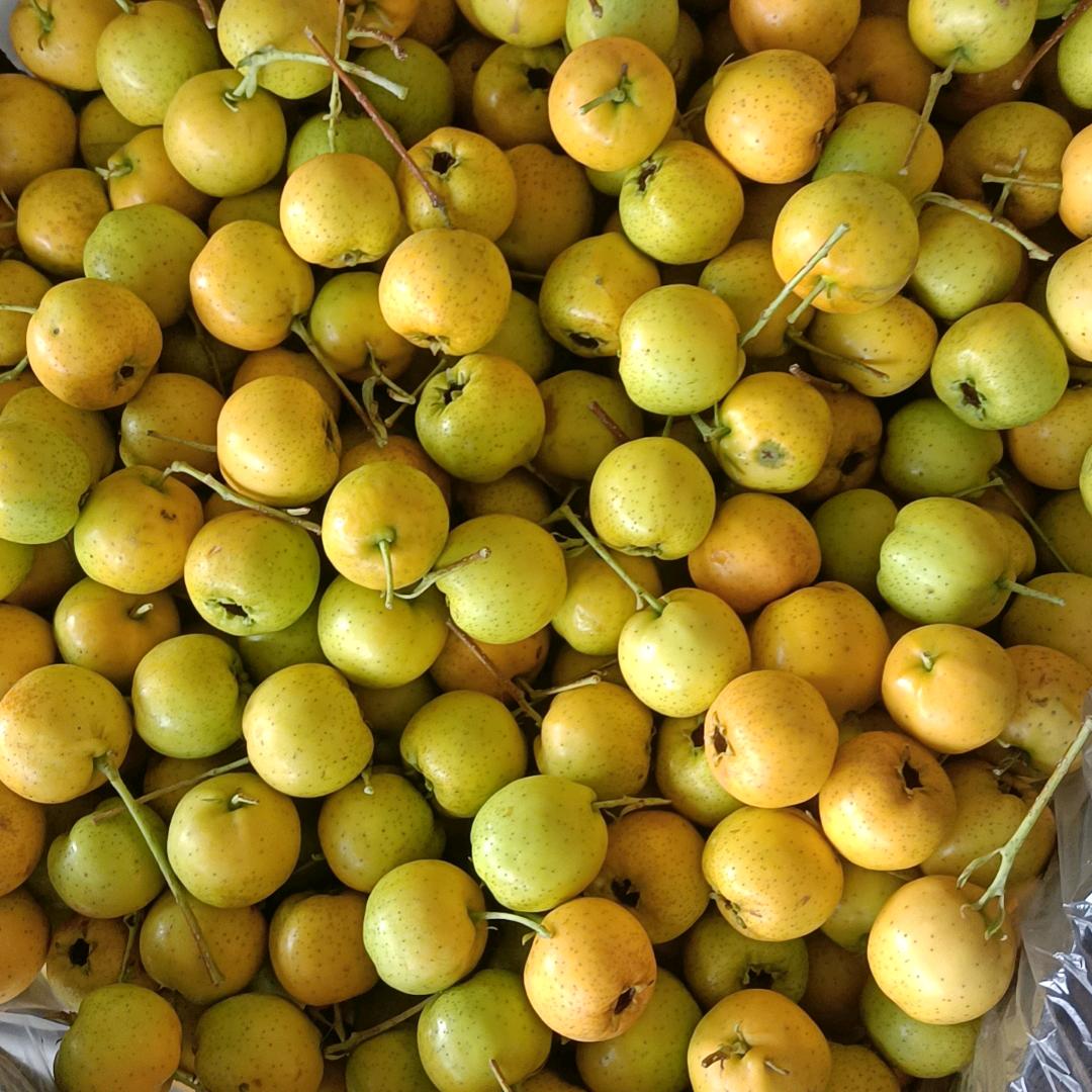 全年供应，山楂