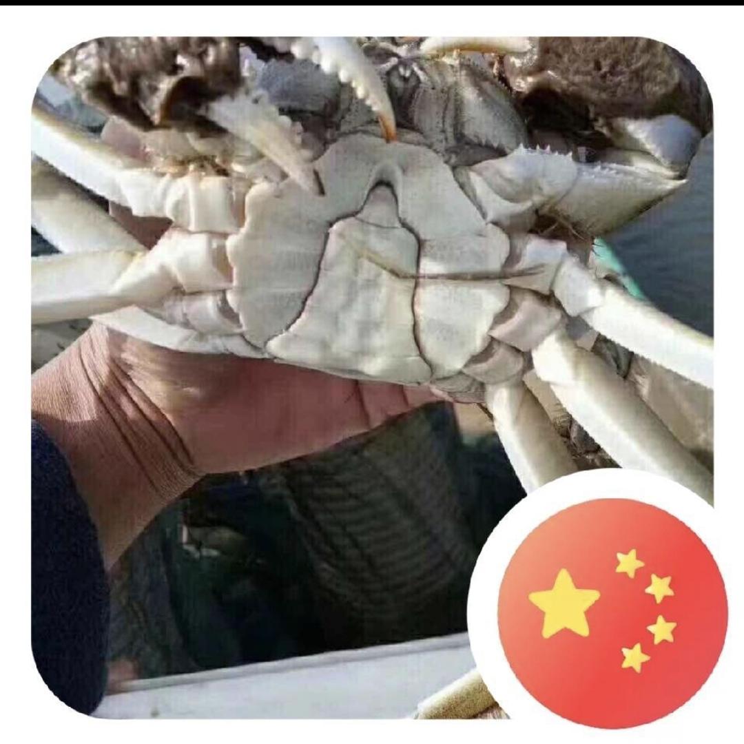 精品大闸蟹