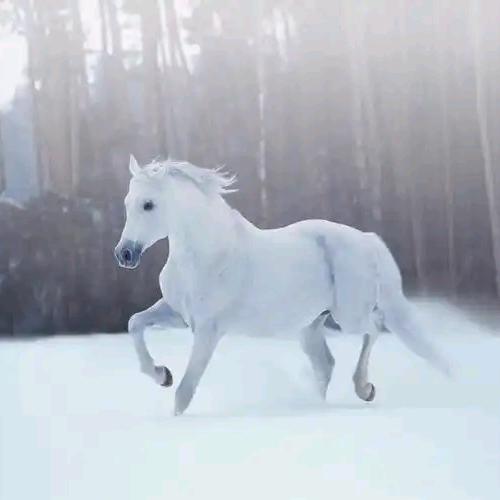 踏雪无痕