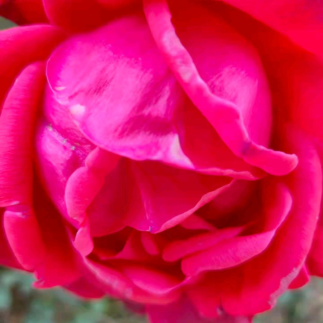 花开不败.
