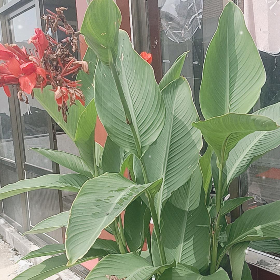 (✿ﾟ๑)自由随风(✿ ♡‿♡