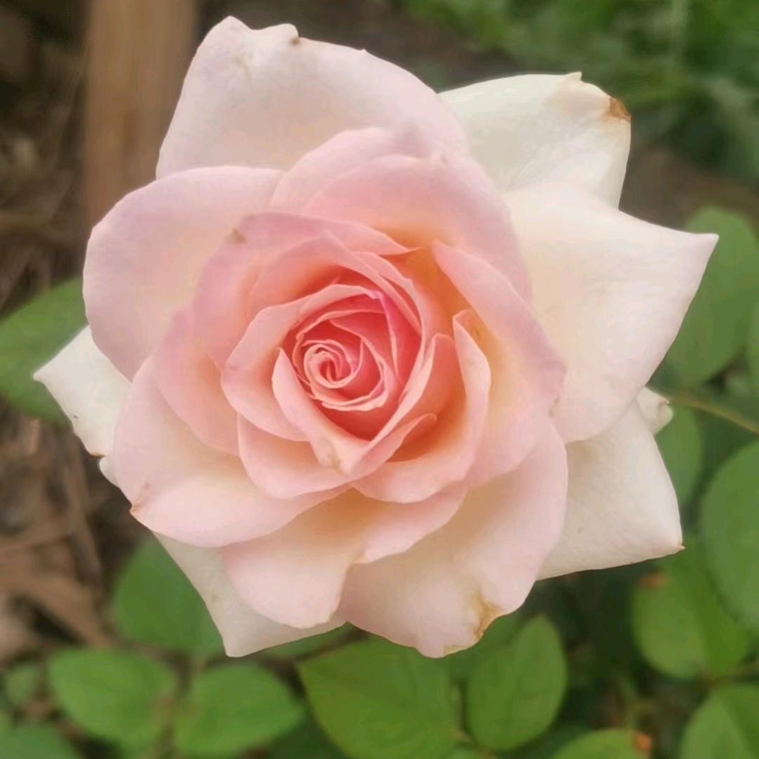 琴悦小园的橱窗