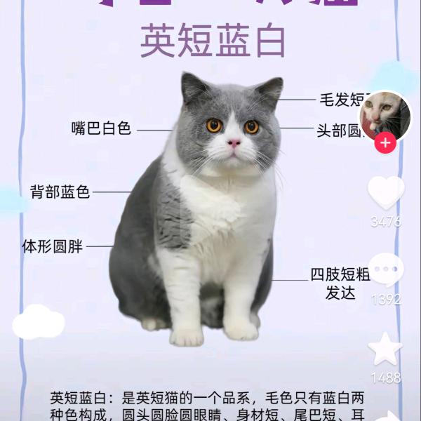 王者荣耀我会坑人头像