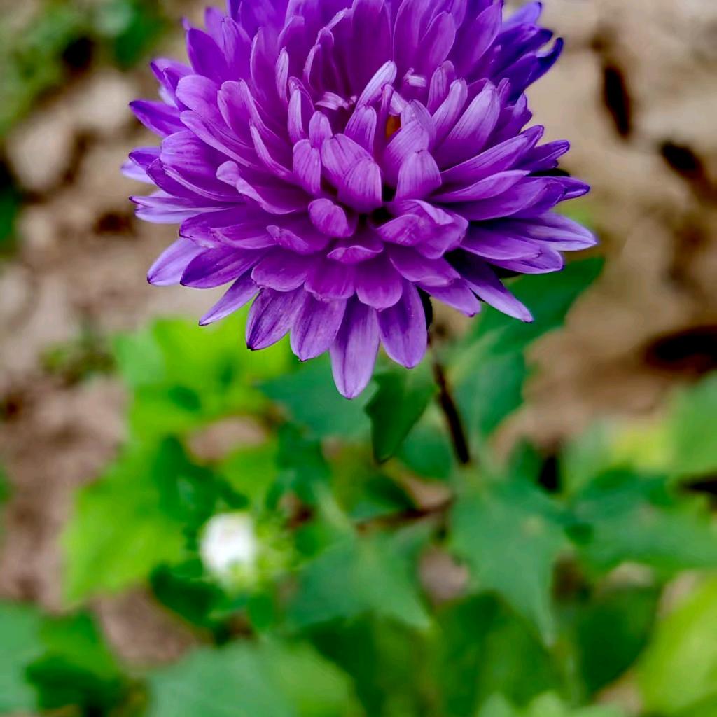 菊