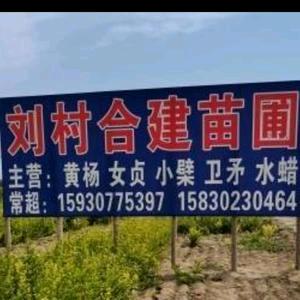 合建苗圃--王立伟经营各种绿篱苗