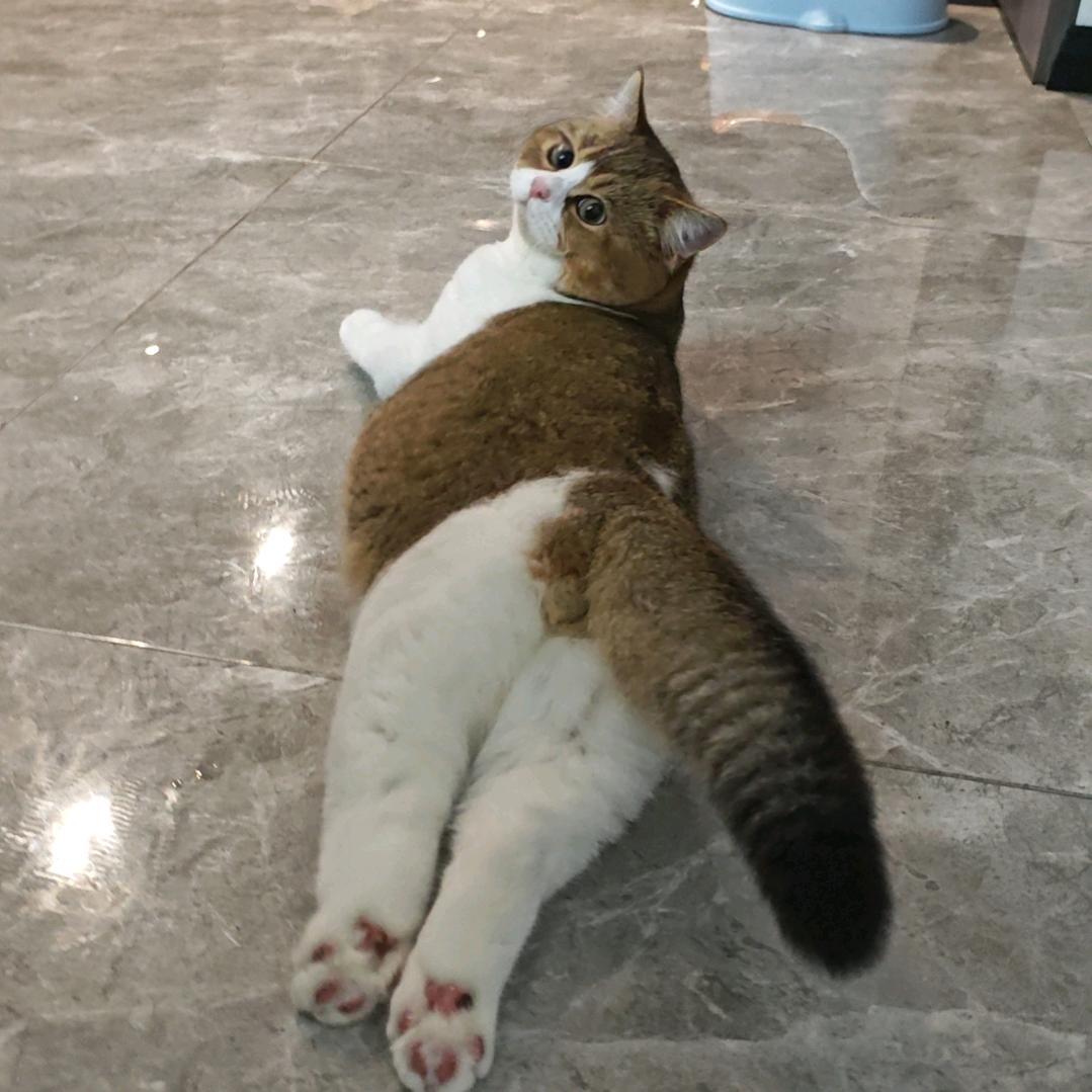 sss
