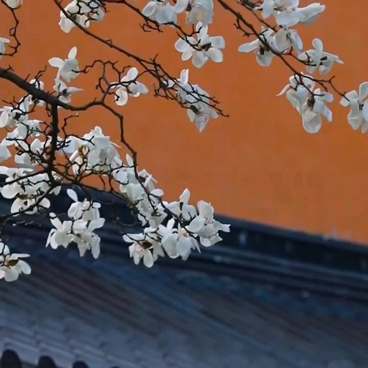 一味禅缘