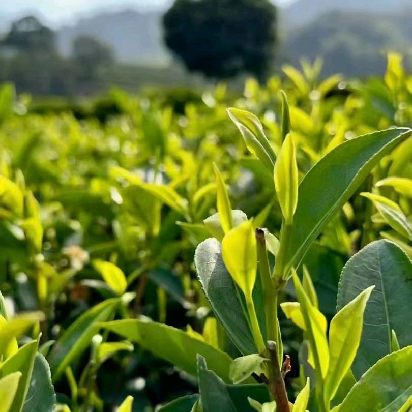 小贤牛丸茶话铺