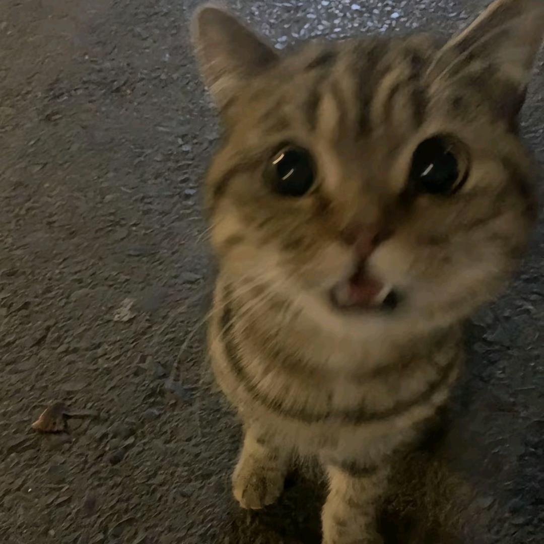 山涧小溪原生鱼