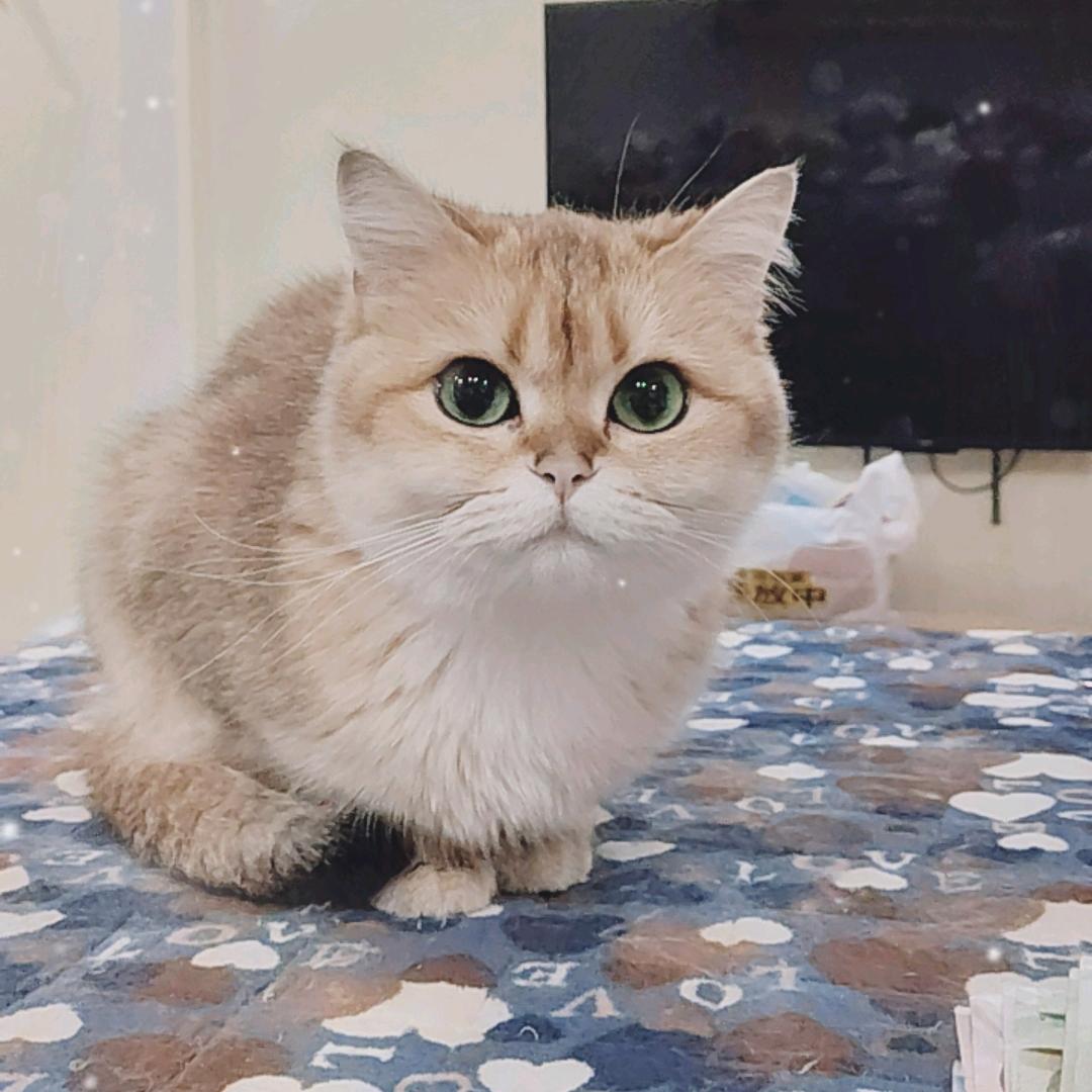 汤圆是只金渐层