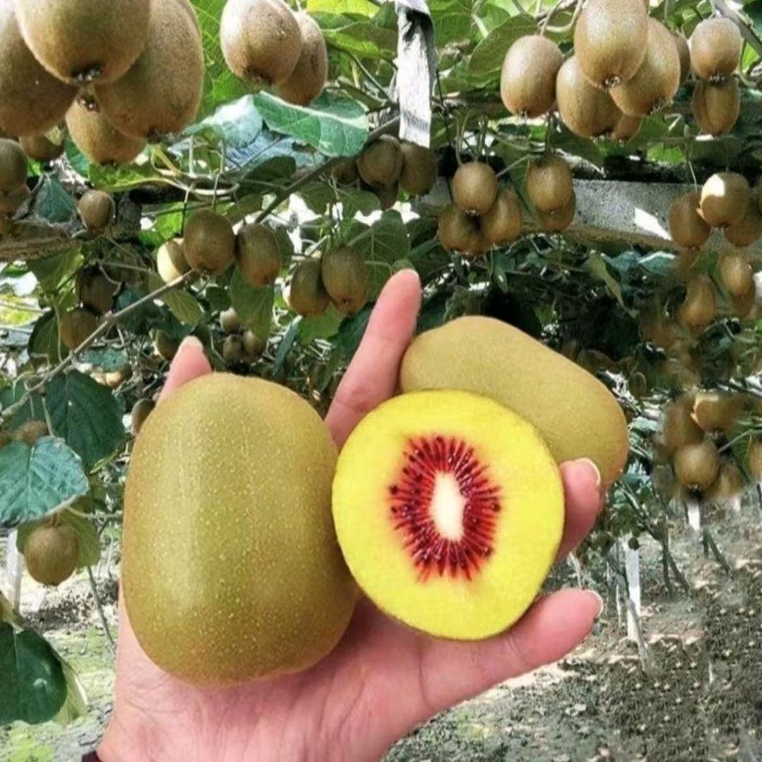 悠然花坞花卉苗木优选