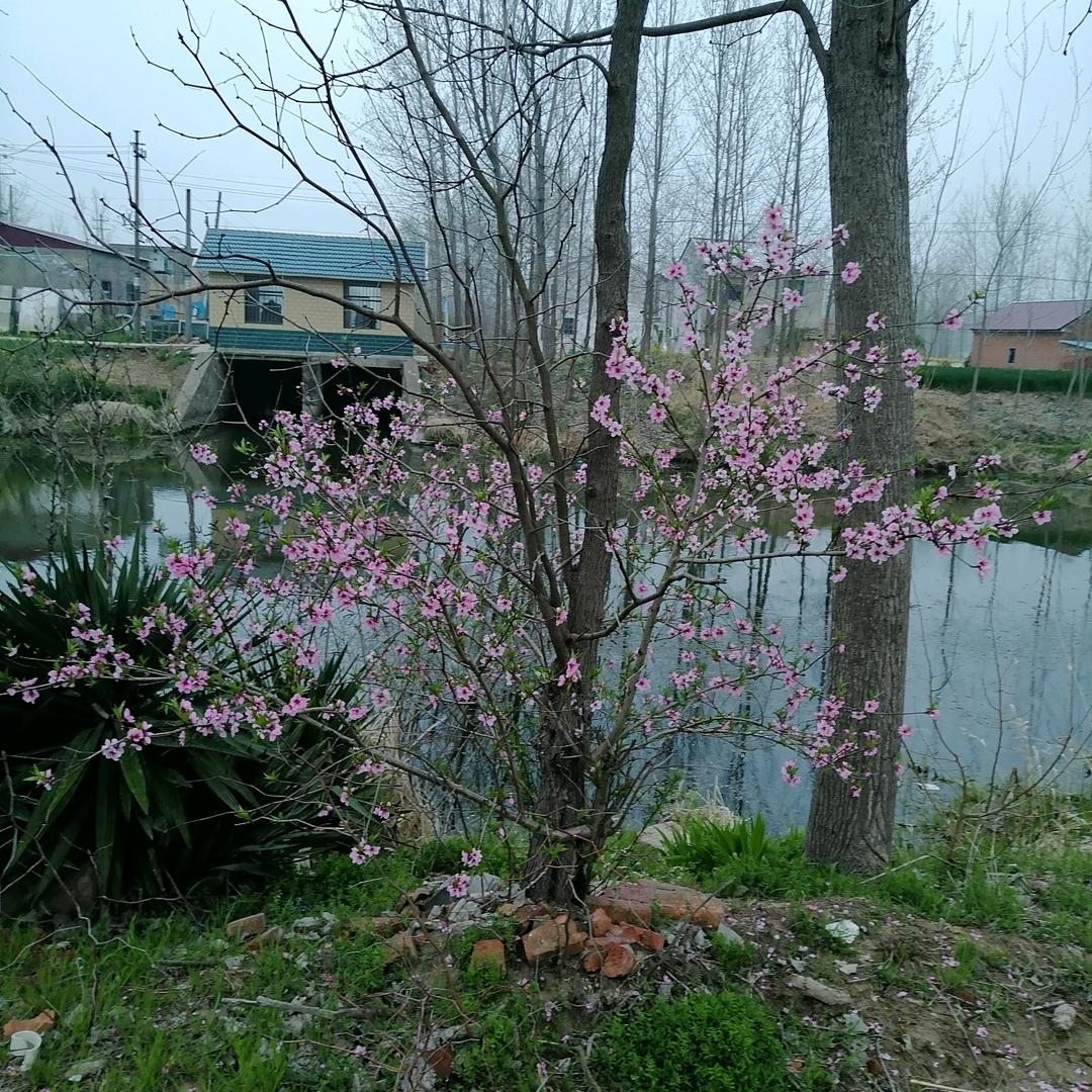 羊寨朱洋