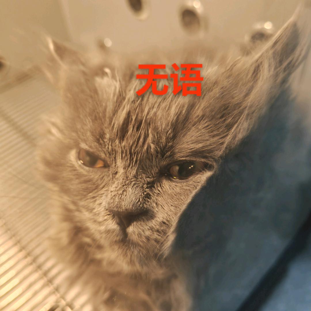 纸飞机