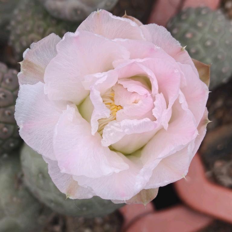 习志野繁殖基地