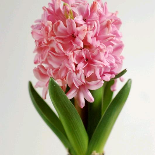 风中花