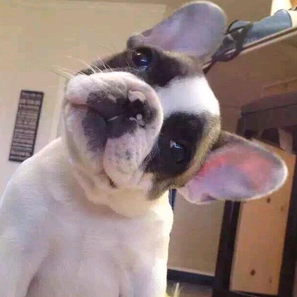 大马璐璐爱潮玩