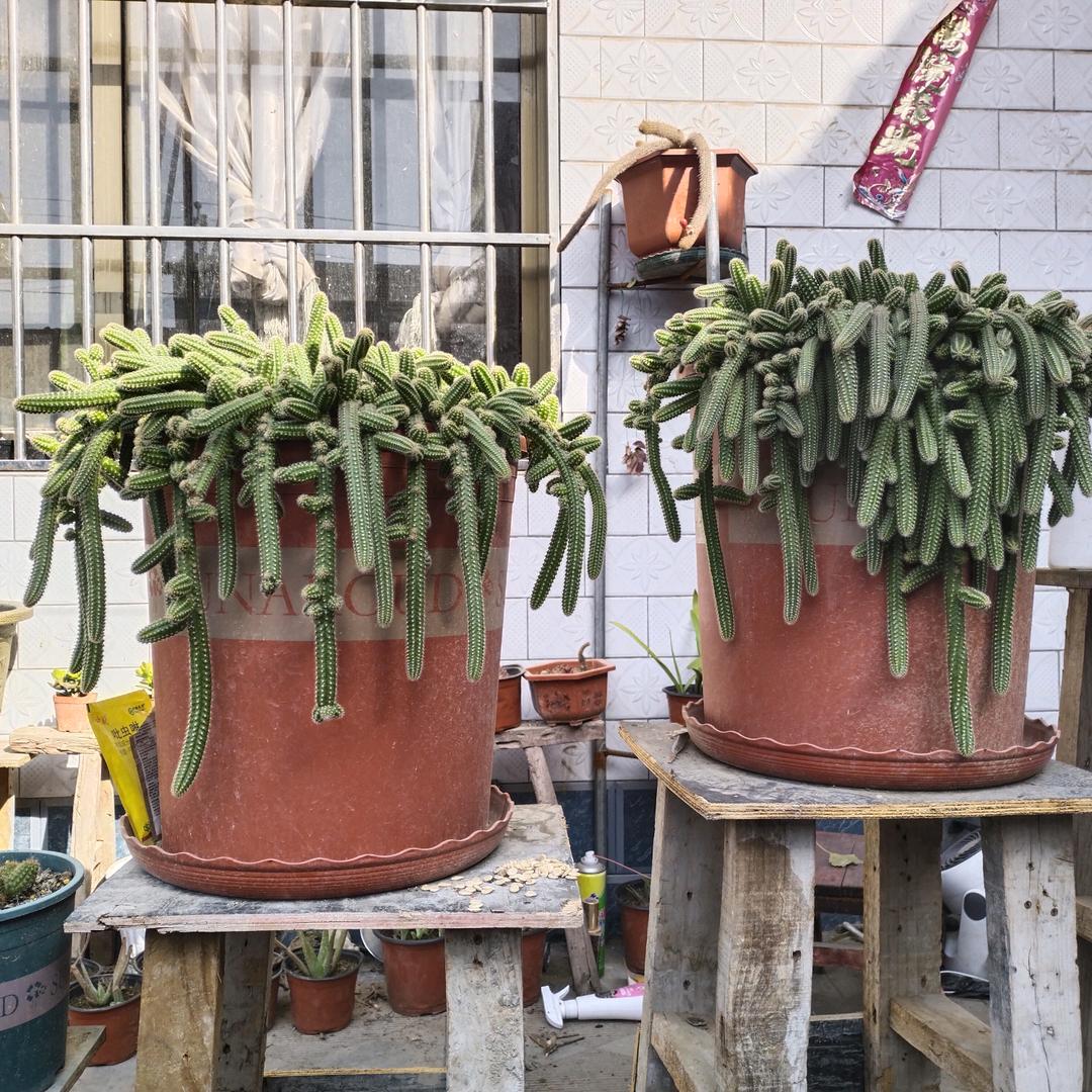 赵俊美 (爱种花)