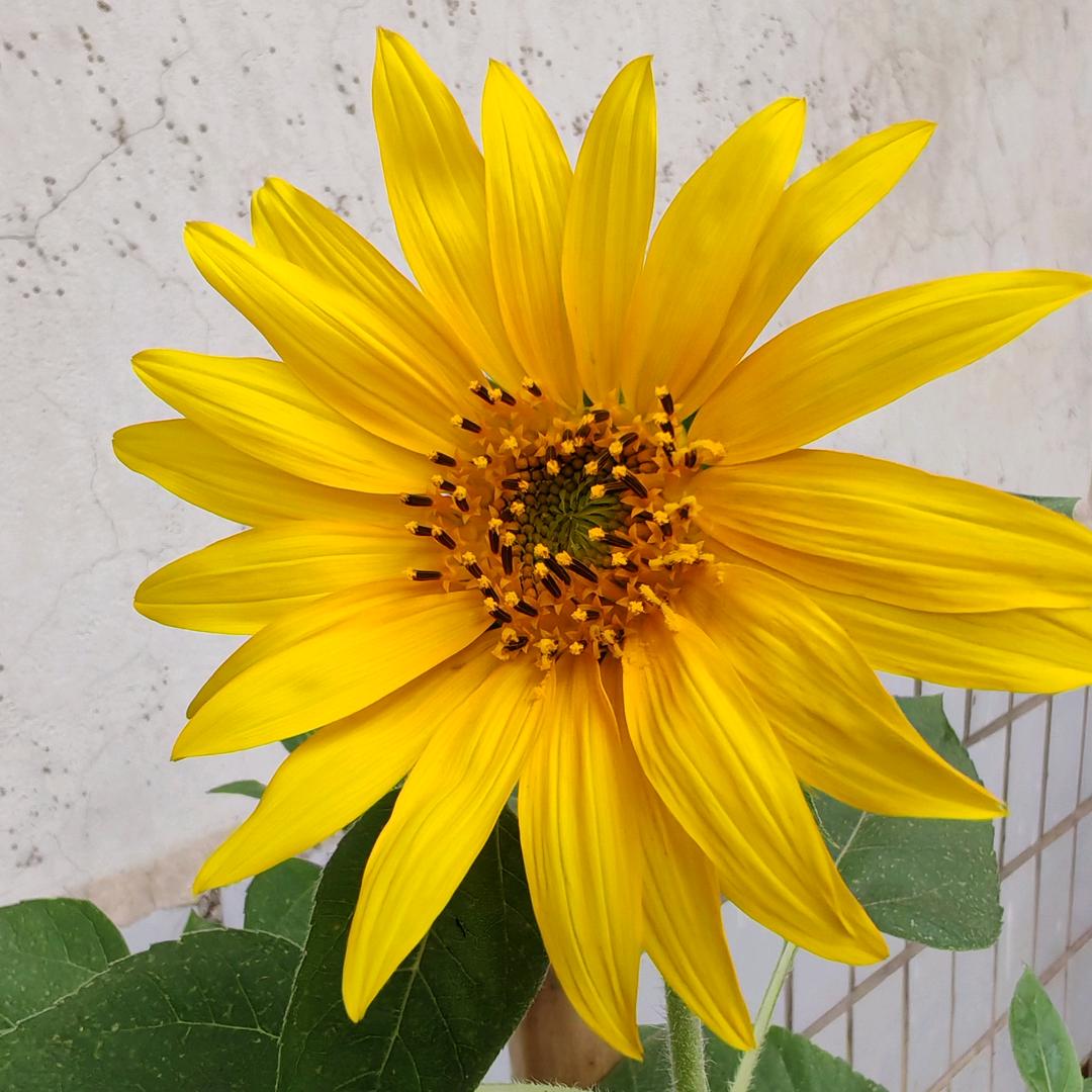 四月菊