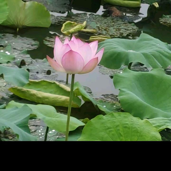 幸福一家人。
