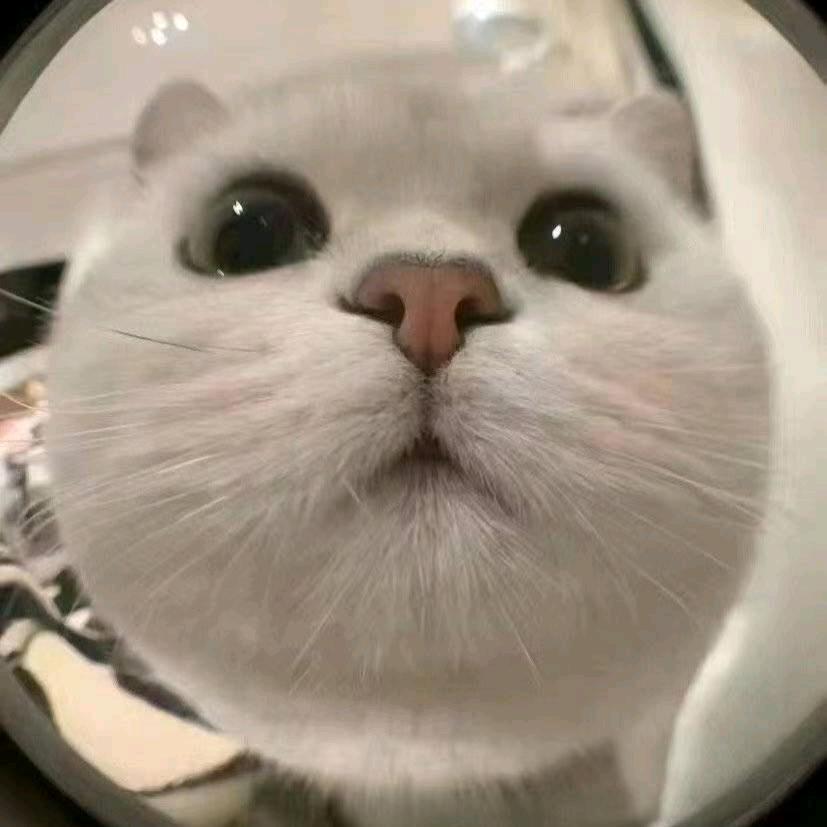 猫以