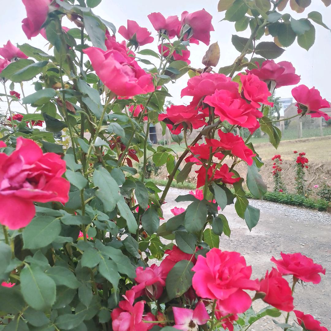 开心快乐平常心