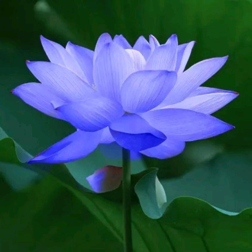 秀明