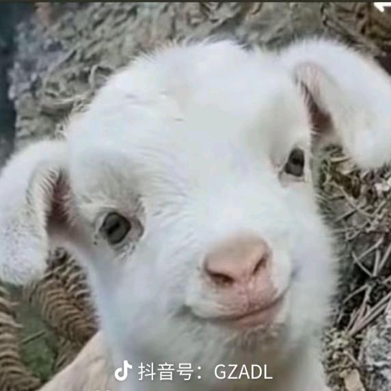 永远睡不够