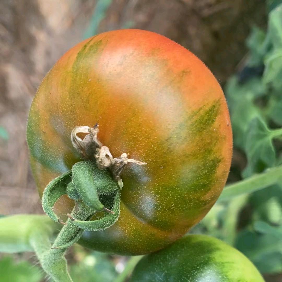 山东老汉在北京