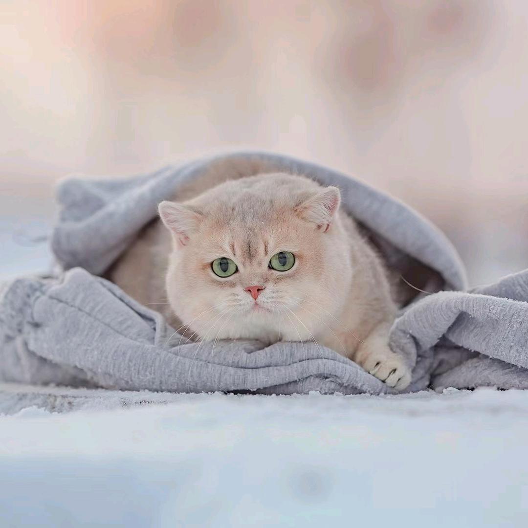 大疆小猫