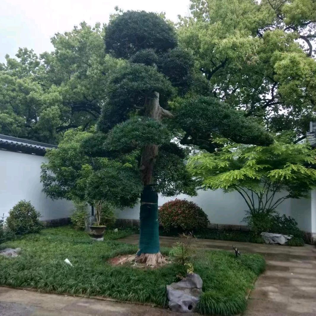 一只小兔叽