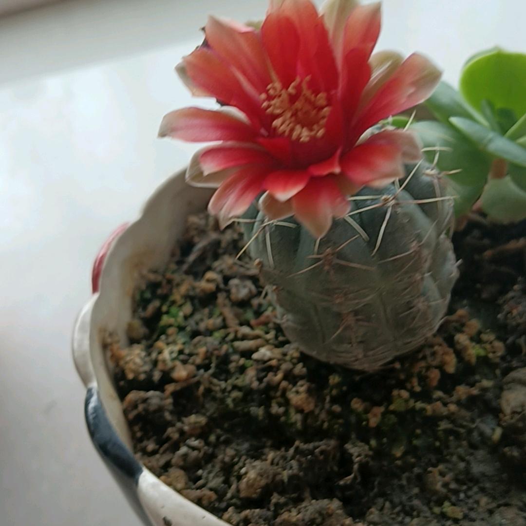 小罗
