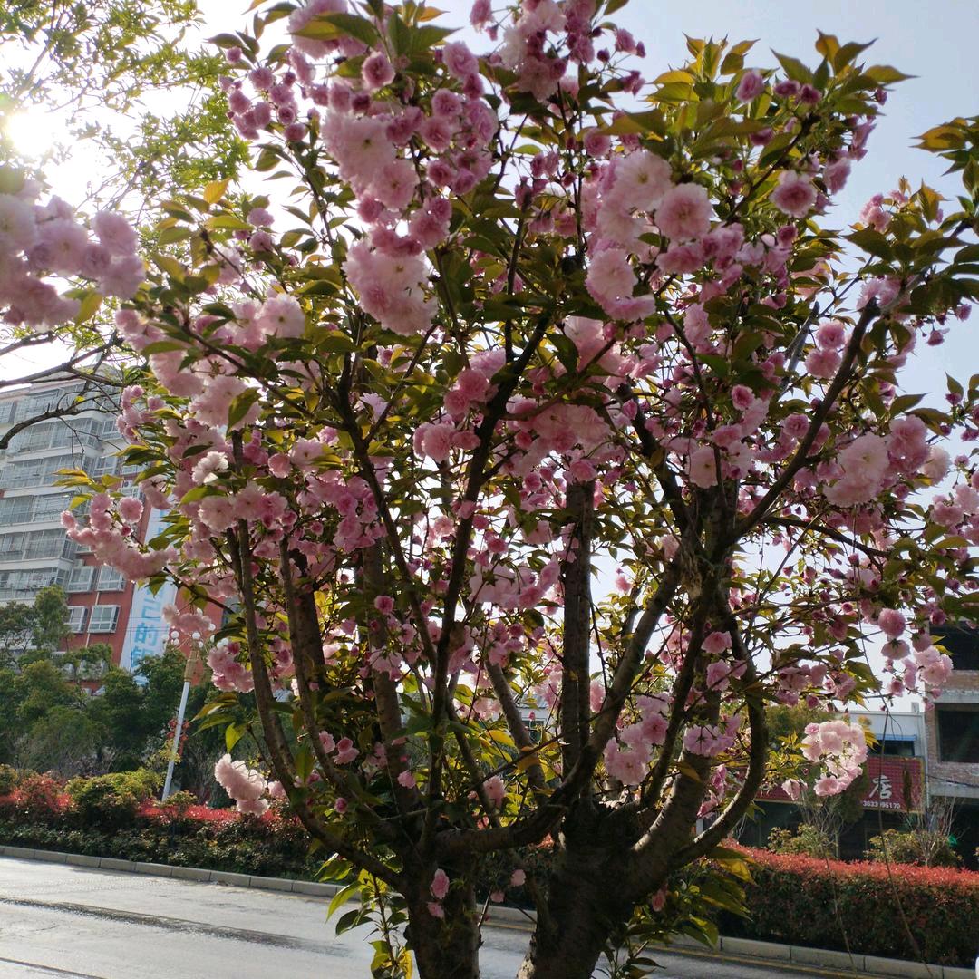 家和万事顺