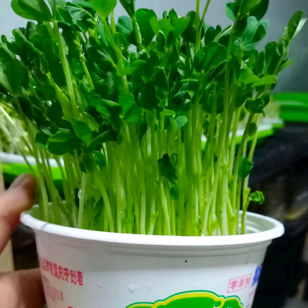 芽苗菜之家