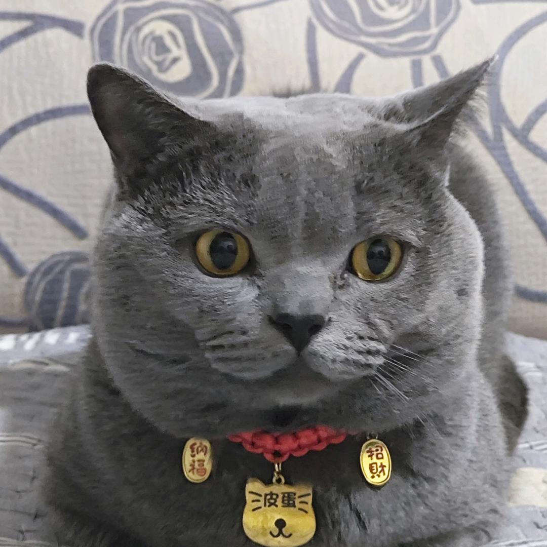 小龙