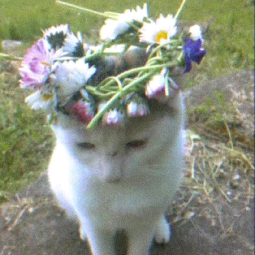 无敌猫猫大王