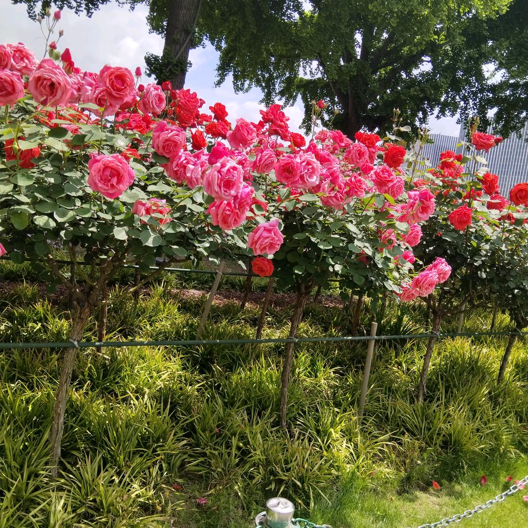 明天更好