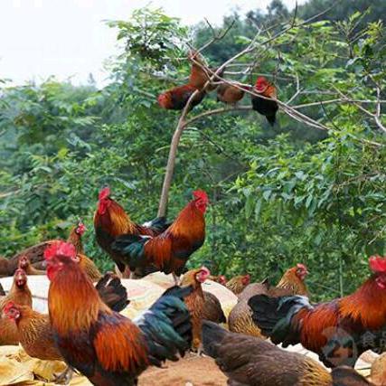 小柏养殖（宗林纯土鸡店）